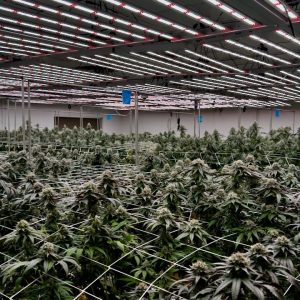 Dispensarios de Cannabis en Cabo Rojo – Opciones para Pacientes Medicinales